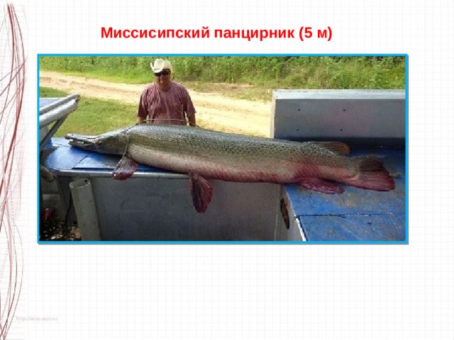 Миссисипский панцирник (5 м) 