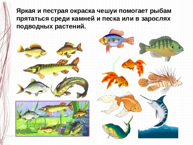 Яркая и пестрая окраска чешуи помогает рыбам прятаться среди камней и песка или в зарослях подводных растений. 