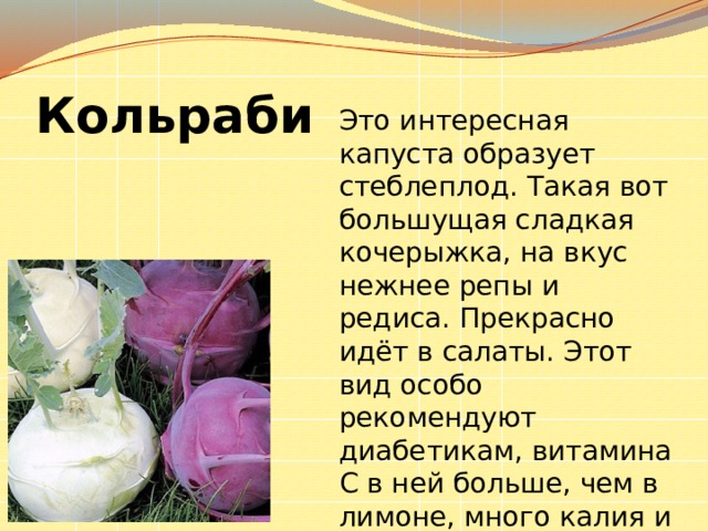 Кольраби Это интересная капуста образует стеблеплод. Такая вот большущая сладкая кочерыжка, на вкус нежнее репы и редиса. Прекрасно идёт в салаты. Этот вид особо рекомендуют диабетикам, витамина С в ней больше, чем в лимоне, много калия и кальция, фруктозы и глюкозы . 