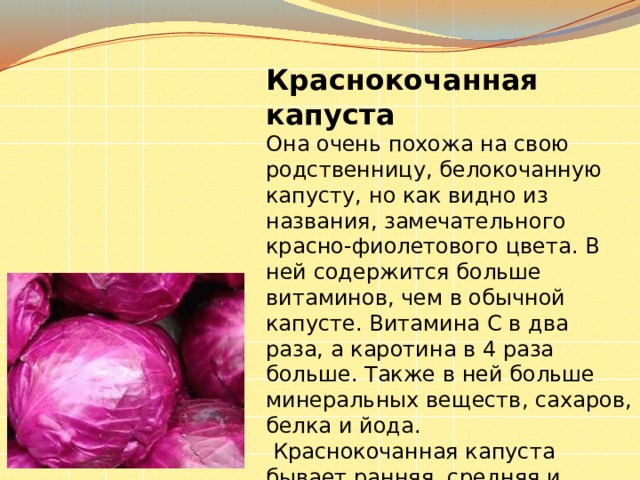 Краснокочанная капуста Она очень похожа на свою родственницу, белокочанную капусту, но как видно из названия, замечательного красно-фиолетового цвета. В ней содержится больше витаминов, чем в обычной капусте. Витамина С в два раза, а каротина в 4 раза больше. Также в ней больше минеральных веществ, сахаров, белка и йода.  Краснокочанная капуста бывает ранняя, средняя и поздняя. 