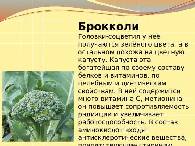Брокколи Головки-соцветия у неё получаются зелёного цвета, а в остальном похожа на цветную капусту. Капуста эта богатейшая по своему составу белков и витаминов, по целебным и диетическим свойствам. В ней содержится много витамина С, метионина — он повышает сопротивляемость радиации и увеличивает работоспособность. В состав аминокислот входят антисклеротические вещества, препятствующие старению организма . 