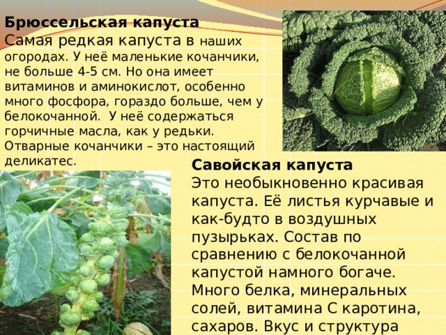 Брюссельская капуста Самая редкая капуста в наших огородах. У неё маленькие кочанчики, не больше 4-5 см. Но она имеет витаминов и аминокислот, особенно много фосфора, гораздо больше, чем у белокочанной. У неё содержаться горчичные масла, как у редьки. Отварные кочанчики – это настоящий деликатес. Савойская капуста Это необыкновенно красивая капуста. Её листья курчавые и как-будто в воздушных пузырьках. Состав по сравнению с белокочанной капустой намного богаче. Много белка, минеральных солей, витамина С каротина, сахаров. Вкус и структура листьев нежнее, чем у обычной капусты. 