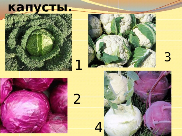  Угадай сорта капусты. 3 1 2 4 