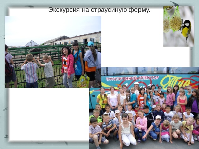 Экскурсия на страусиную ферму. 