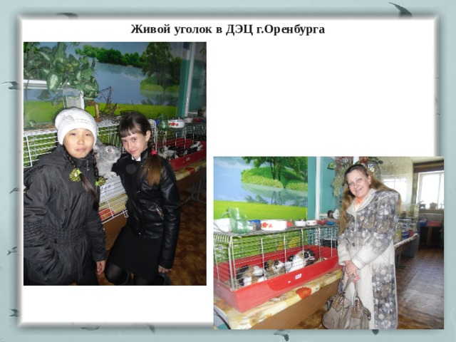 Живой уголок в ДЭЦ г.Оренбурга 