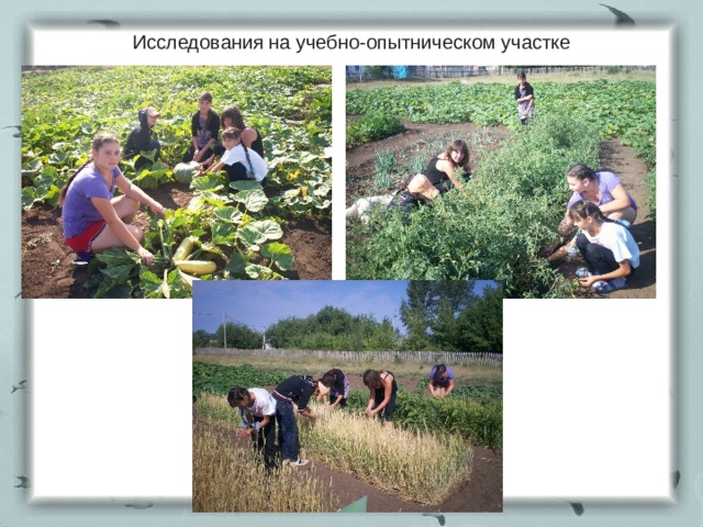 Исследования на учебно-опытническом участке 