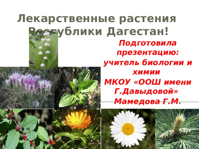 Лекарственные растения  Республики Дагестан! Подготовила презентацию: учитель биологии и химии МКОУ «ООШ имени Г.Давыдовой» Мамедова Г.М . 