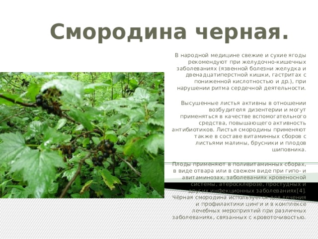 Смородина черная. В народной медицине свежие и сухие ягоды рекомендуют при желудочно-кишечных заболеваниях (язвенной болезни желудка и двенадцатиперстной кишки, гастритах с пониженной кислотностью и др.), при нарушении ритма сердечной деятельности. Высушенные листья активны в отношении возбудителя дизентерии и могут применяться в качестве вспомогательного средства, повышающего активность антибиотиков. Листья смородины применяют также в составе витаминных сборов с листьями малины, брусники и плодов шиповника. Плоды применяют в поливитаминных сборах, в виде отвара или в свежем виде при гипо- и авитаминозах, заболеваниях кровеносной системы, атеросклерозе, простудных и других инфекционных заболеваниях[4]. Чёрная смородина используется для лечения и профилактики цинги и в комплексе лечебных мероприятий при различных заболеваниях, связанных с кровоточивостью. 