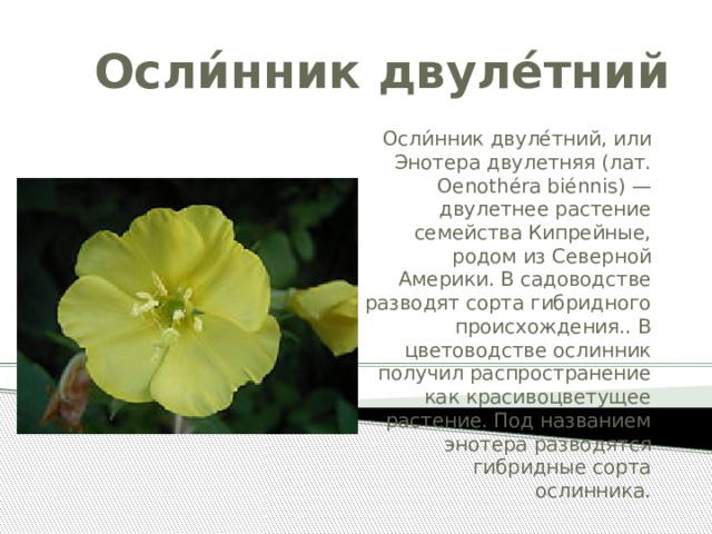 Осли́нник двуле́тний Осли́нник двуле́тний, или Энотера двулетняя (лат. Oenothéra biénnis) — двулетнее растение семейства Кипрейные, родом из Северной Америки. В садоводстве разводят сорта гибридного происхождения.. В цветоводстве ослинник получил распространение как красивоцветущее растение. Под названием энотера разводятся гибридные сорта ослинника. 