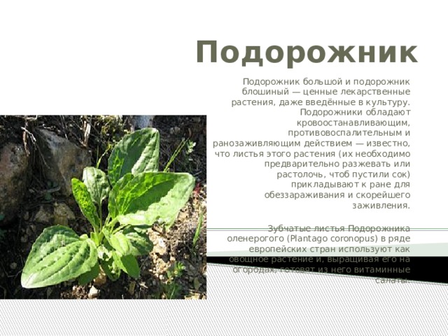 Подорожник Подорожник большой и подорожник блошиный — ценные лекарственные растения, даже введённые в культуру. Подорожники обладают кровоостанавливающим, противовоспалительным и ранозаживляющим действием — известно, что листья этого растения (их необходимо предварительно разжевать или растолочь, чтоб пустили сок) прикладывают к ране для обеззараживания и скорейшего заживления. Зубчатые листья Подорожника оленерогого (Plantago coronopus) в ряде европейских стран используют как овощное растение и, выращивая его на огородах, готовят из него витаминные салаты. 