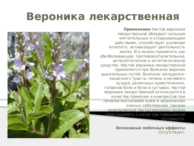Вероника лекарственная Применение Настой вероники лекарственной обладает сильным мягчительным и отхаркивающим действием, способ­ствует усилению аппетита, активизирует деятельность желез. Его можно применять как обезболивающее, про­тивовоспалительное, антисептическое и антитоксиче­ское средство. Настой вероники ле­карственной применяется при болезнях верхних дыхательных путей, болезнях желудочно-кишечного тракта, печени и мочевого пузыря, различных кровоте­чениях, головной боли и боли в суставах. Настой веро­ники лекарственной используется в качестве примочек и компрессов при лечении воспалений кожи и хрониче­ских кожных заболеваний. Свежие измельченные листья вероники можно прикладывать к ногам при повышен­ной потливости.   Возможные побочные эффекты Отсутствуют. 