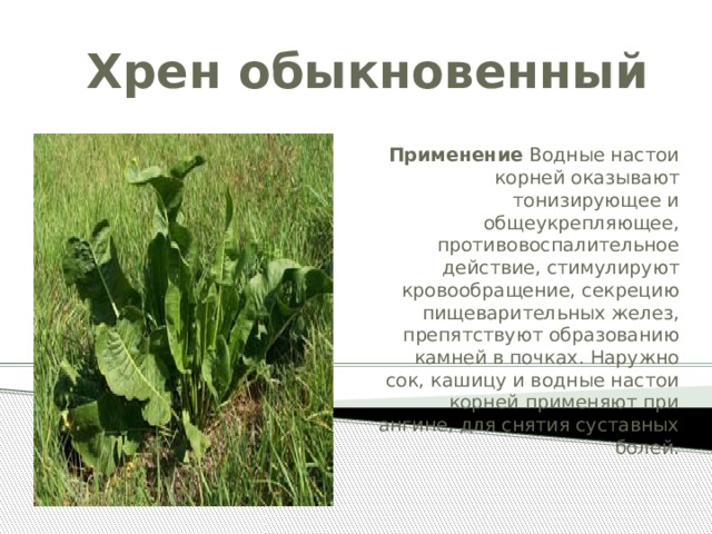 Хрен обыкновенный  Применение Водные настои корней оказывают тонизирующее и общеукрепляющее, противовоспалительное действие, стимулируют кровообращение, секрецию пищевари­тельных желез, препятствуют образованию камней в поч­ках. Наружно сок, кашицу и водные настои корней при­меняют при ангине, для снятия суставных болей.   