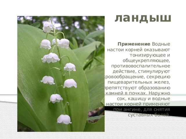 ландыш  Применение Водные настои корней оказывают тонизирующее и общеукрепляющее, противовоспалительное действие, стимулируют кровообращение, секрецию пищевари­тельных желез, препятствуют образованию камней в поч­ках. Наружно сок, кашицу и водные настои корней при­меняют при ангине, для снятия суставных болей.   