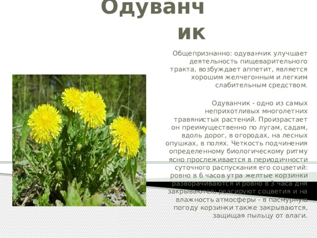 Одуванчик Общепризнанно: одуванчик улучшает деятельность пищеварительного тракта, возбуждает аппетит, является хорошим желчегонным и легким слабительным средством.  Одуванчик - одно из самых неприхотливых многолетних травянистых растений. Произрастает он преимущественно по лугам, садам, вдоль дорог, в огородах, на лесных опушках, в полях. Четкость подчинения определенному биологическому ритму ясно прослеживается в периодичности суточного распускания его соцветий: ровно в 6 часов утра желтые корзинки разворачиваются и ровно в 3 часа дня закрываются; реагируют соцветия и на влажность атмосферы - в пасмурную погоду корзинки также закрываются, защищая пыльцу от влаги. 
