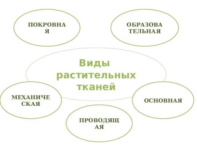 ПОКРОВНАЯ ОБРАЗОВА ТЕЛЬНАЯ Виды растительных тканей ОСНОВНАЯ МЕХАНИЧЕСКАЯ ПРОВОДЯЩАЯ 