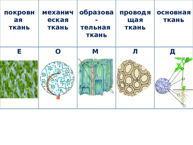   механическая ткань покровная ткань    образова-  тельная проводящая ткань  ткань  основная ткань   Е  О  М  Л  Д  