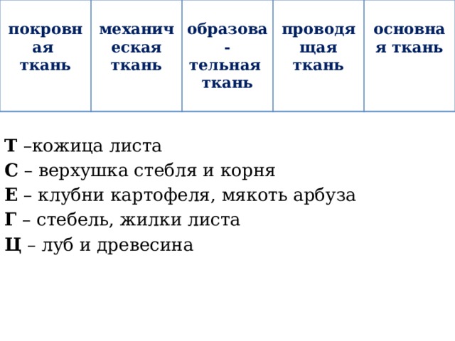   покровная ткань механическая ткань    образова-  тельная проводящая ткань  ткань  основная ткань   Т –кожица листа С – верхушка стебля и корня Е – клубни картофеля, мякоть арбуза Г – стебель, жилки листа Ц – луб и древесина 