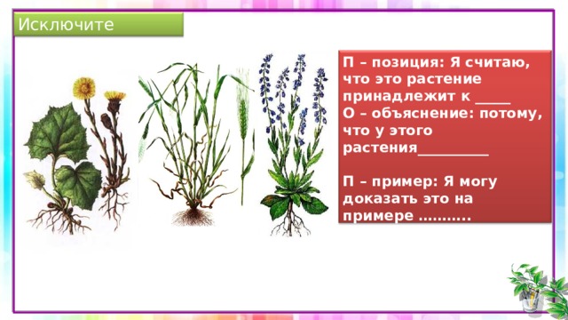 Исключите лишнее П – позиция: Я считаю, что это растение принадлежит к _____ О – объяснение: потому, что у этого растения__________   П – пример: Я могу доказать это на примере ……….. растения С – Следствие: поэтому, я делаю вывод:____  