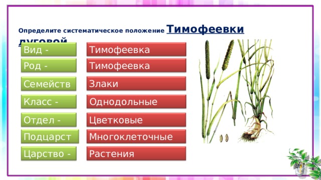  Определите систематическое положение Тимофеевки луговой Вид - Тимофеевка луговая Тимофеевка Род - Злаки Семейство - Класс - Однодольные Отдел - Цветковые Подцарство - Многоклеточные Растения Царство - 