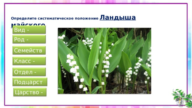  Определите систематическое положение Ландыша майского Вид - Род - Семейство - Класс - Отдел - Подцарство - Царство - 
