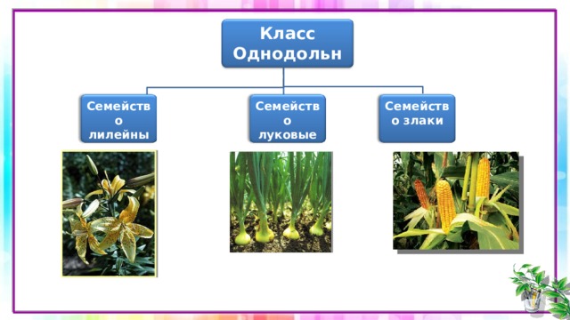 Класс Однодольные Семейство лилейные Семейство луковые Семейство злаки 