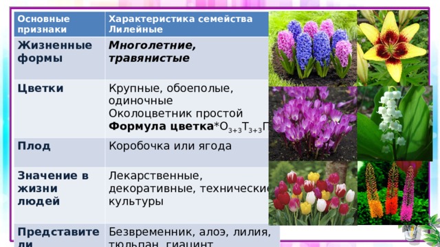 Основные признаки Жизненные формы Характеристика семейства Лилейные Многолетние, травянистые  Цветки Крупные, обоеполые, одиночные Околоцветник простой Формула цветка *О 3+3 Т 3+3 П 1 Плод Коробочка или ягода Значение в жизни людей Лекарственные, декоративные, технические культуры Представители Безвременник, алоэ, лилия, тюльпан, гиацинт, эремурус, ландыш 