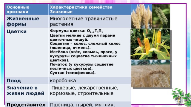 Основные признаки Характеристика семейства Злаковые Жизненные формы Многолетние травянистые растения Цветки Формула цветка: О 2+2 Т 3 П 1 Цветки мелкие с двумя парами цветочных чешуй. Соцветие – колос, сложный колос (пшеница, ячмень). Метёлка (овёс, ковыль, просо, у кукурузы соцветие тычиночных цветков). Початок (у кукурузы соцветие пестичных цветков). Султан (тимофеевка). Плод коробочка Значение в жизни людей  Пищевые, лекарственные, кормовые, строительные  Представители  Пшеница, пырей, мятлик, костер. 