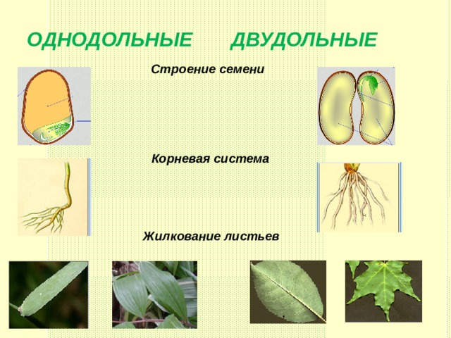 ОДНОДОЛЬНЫЕ ДВУДОЛЬНЫЕ Строение семени  Корневая система Жилкование листьев 