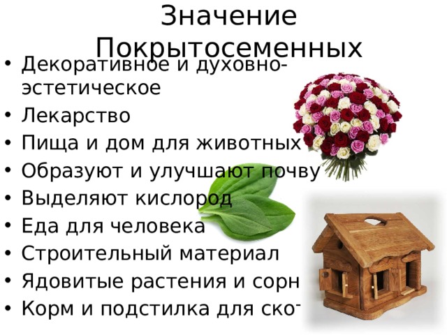 Значение Покрытосеменных Декоративное и духовно-эстетическое Лекарство Пища и дом для животных Образуют и улучшают почву Выделяют кислород Еда для человека Строительный материал Ядовитые растения и сорняки Корм и подстилка для скота 