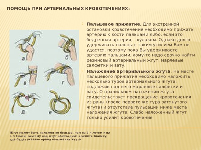 Помощь при артериальных кровотечениях:   Пальцевое прижатие . Для экстренной остановки кровотечения необходимо прижать артерию к кости пальцами либо, если это бедренная артерия, - кулаком. Однако долго удерживать пальцы с таким усилием Вам не удастся, поэтому пока Вы удерживаете артерию пальцами, кому-то надо срочно найти резиновый артериальный жгут, марлевые салфетки и вату. Наложение артериального жгута . На месте пальцевого прижатия необходимо наложить несколько туров артериального жгута, подложив под него марлевые салфетки и вату. О правильном наложении жгута свидетельствует прекращение кровотечения из раны (после первого же тура затянутого жгута) и отсутствие пульсации ниже места наложения жгута. Слабо наложенный жгут только усилит кровотечение. Жгут может быть наложен не больше, чем на 2 ч летом и на 1 ч зимой, поэтому под жгут необходимо вложить записку, где будет указано время наложения жгута.  