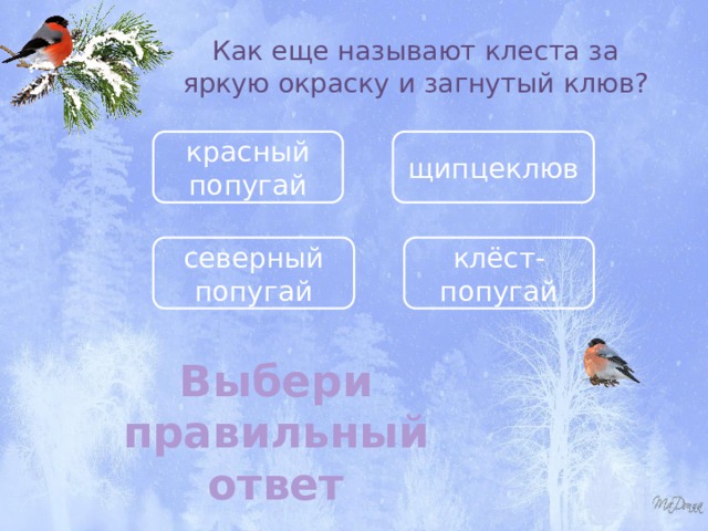 Как еще называют клеста за яркую окраску и загнутый клюв? красный попугай щипцеклюв северный попугай клёст-попугай Выбери правильный ответ 