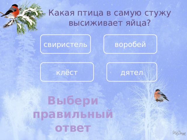 Какая птица в самую стужу высиживает яйца? свиристель воробей клёст дятел Выбери правильный ответ 
