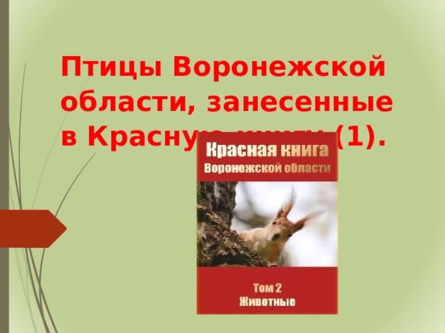 Птицы Воронежской области, занесенные в Красную книгу (1).  