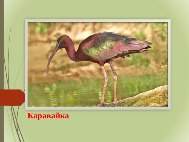 Каравайка 