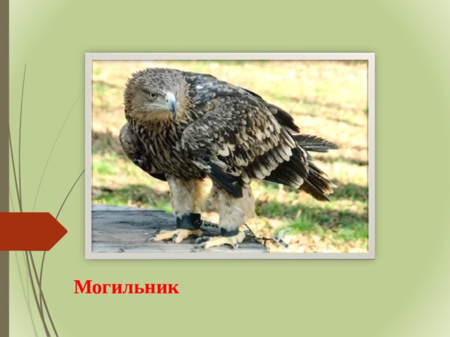 Могильник 