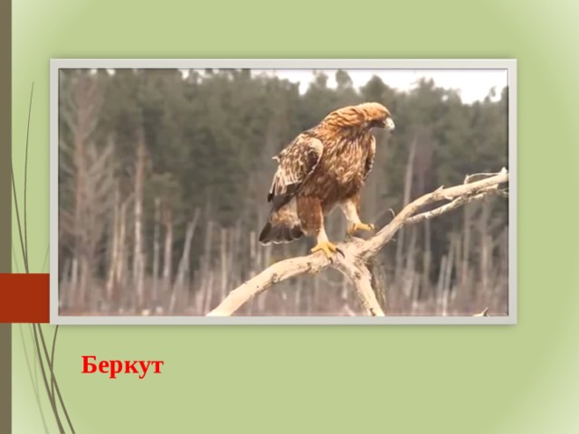 Беркут 