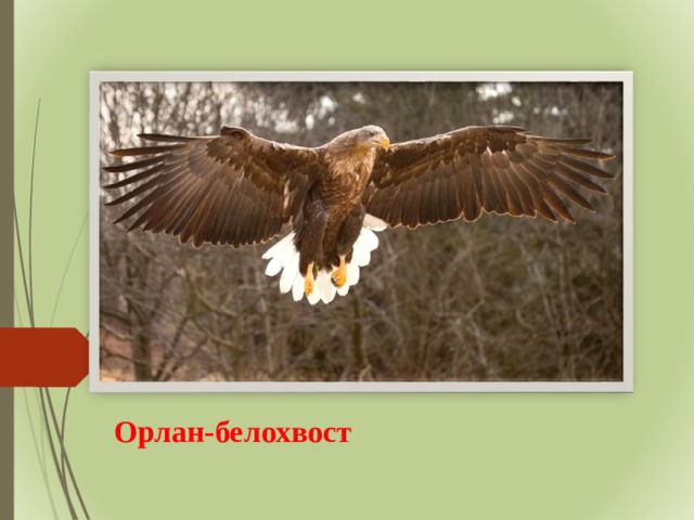 Орлан-белохвост 