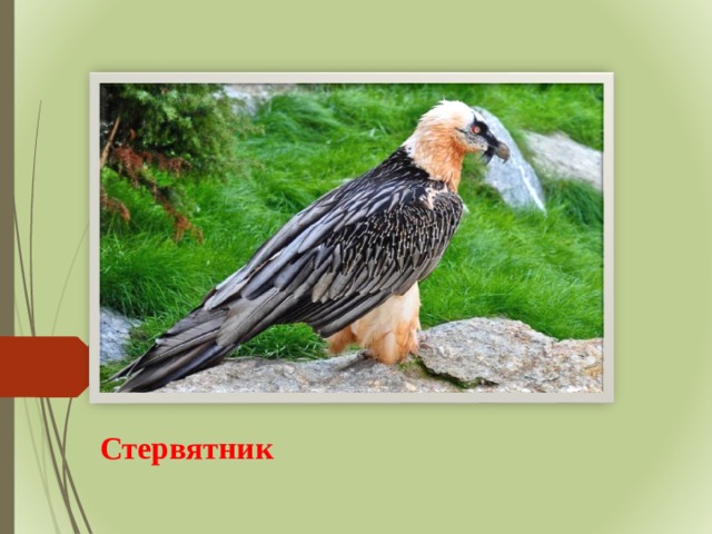 Стервятник 