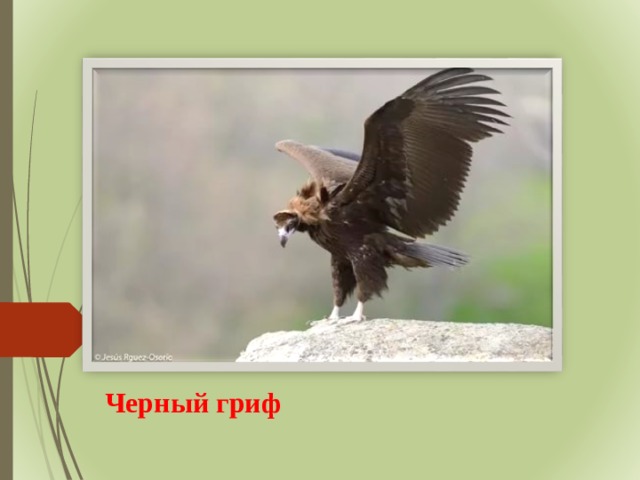 Черный гриф 