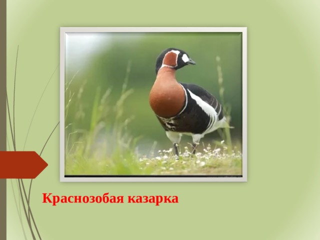 Краснозобая казарка 