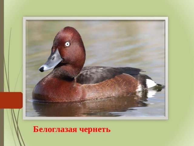 Белоглазая чернеть 