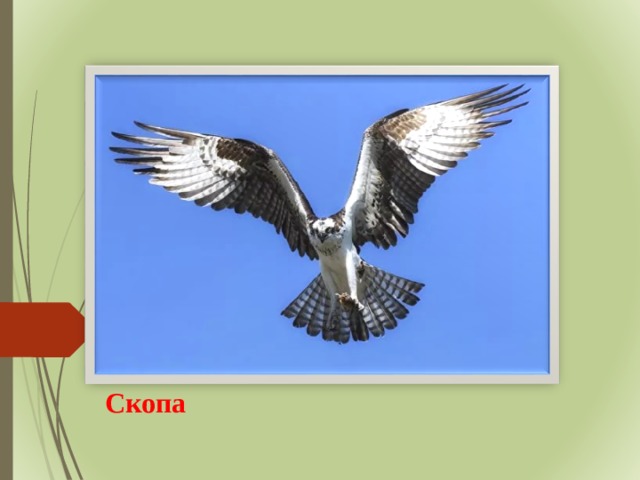 Скопа 