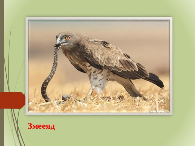 Змееяд 