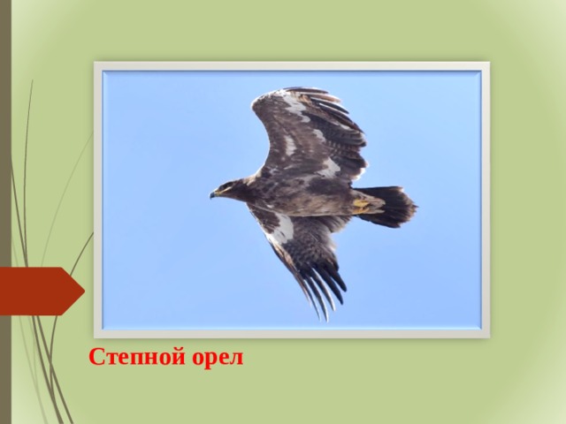 Степной орел 