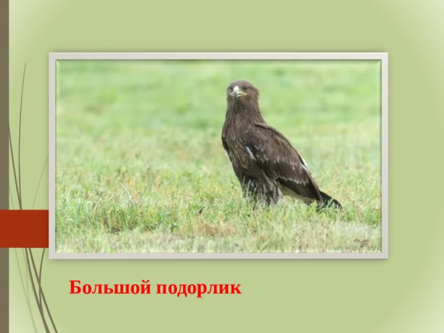 Большой подорлик 