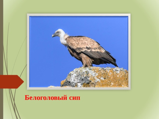 Белоголовый сип 