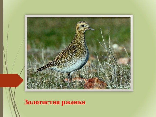 Золотистая ржанка 