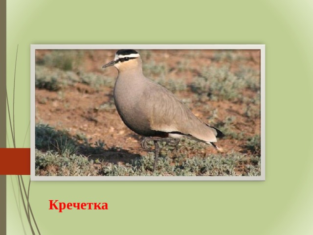 Кречетка 