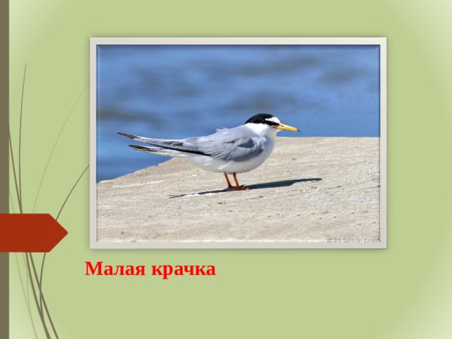Малая крачка 