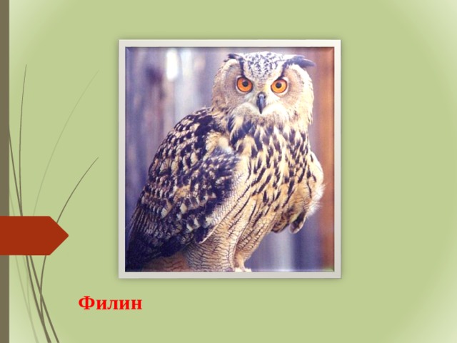 Филин 